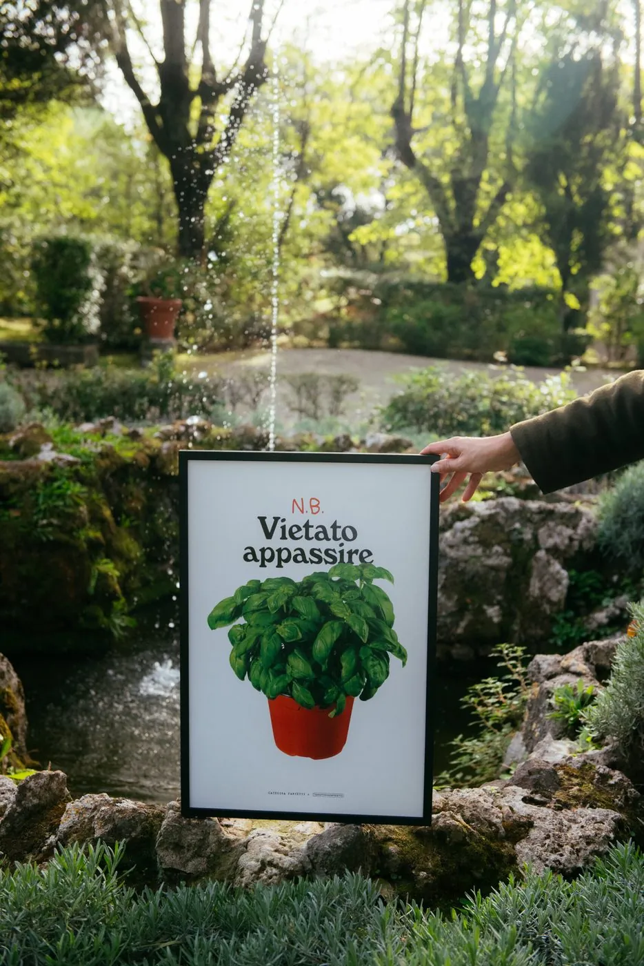 A print of a basil plant held up in front of the garden fountain